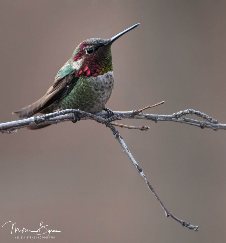 Hummingbird seen while birdwatching in Prescott, AZ Image by Melissa Byrne Photography